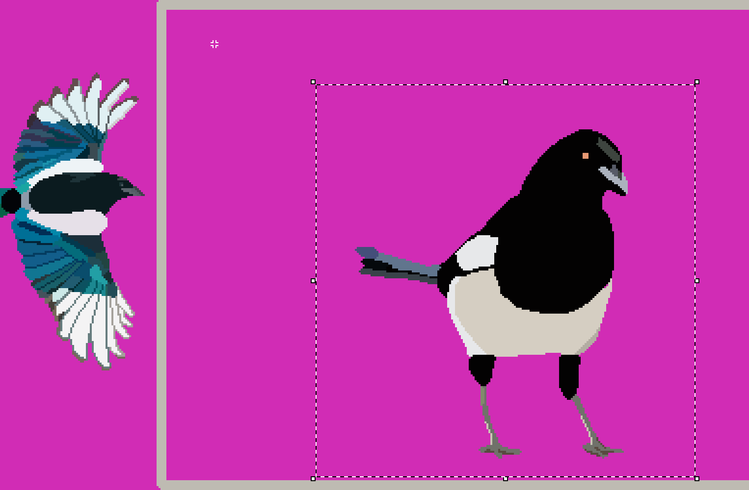 Some sketches of magpies, one standing and one flying