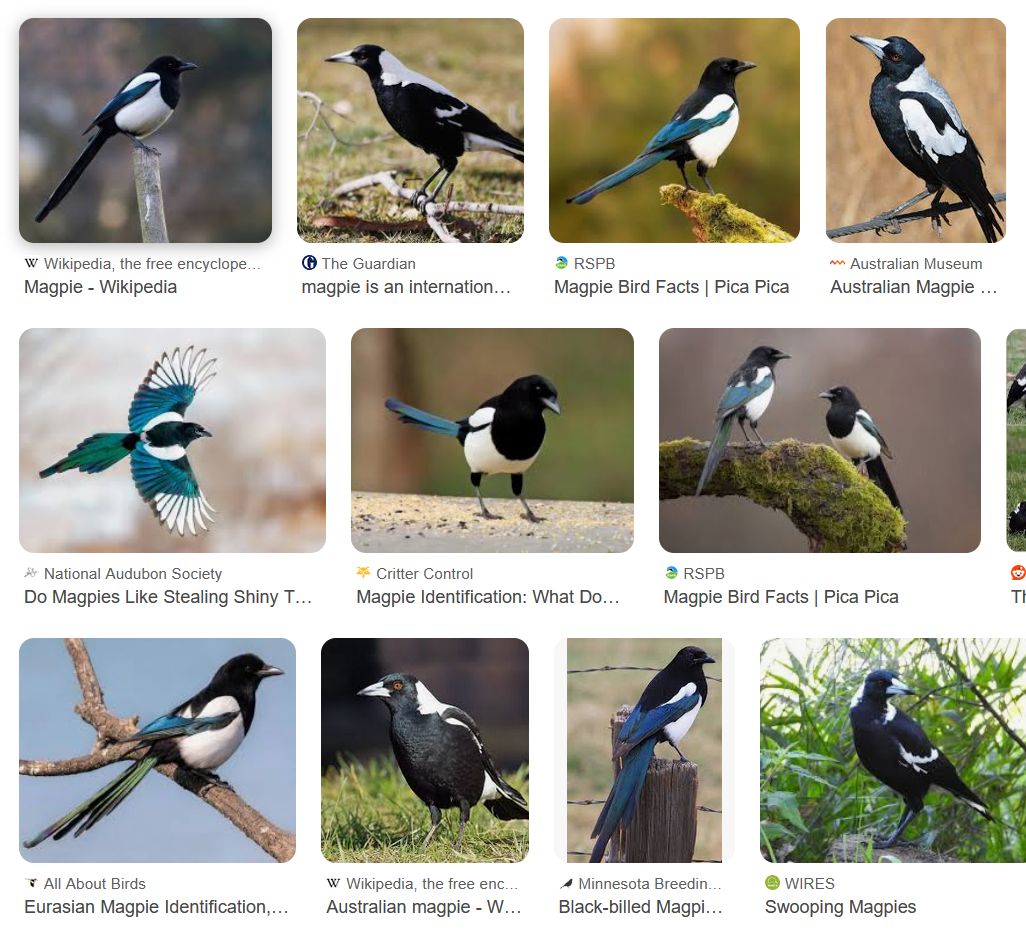 A google image search for magpies. They aren&#39;t just black and white birs but have brilliant blues an dgreens on their wings and tail. Their eyes are orange.